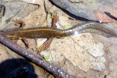 PA HERP IDENTIFICATION » Red-spotted Newt