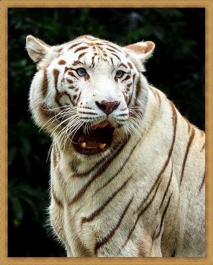 Gambar harimau putih 18 | Faunaku