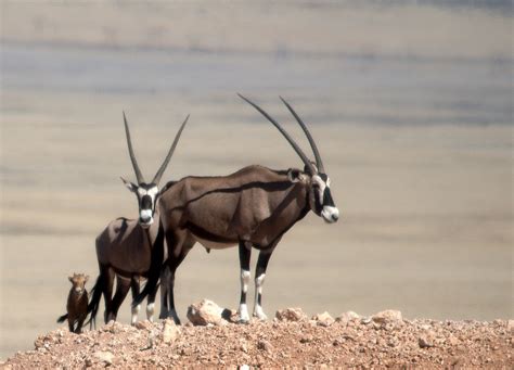 Namibia - Namib Desert | Oryx - Gemsbok - Gemsbock. Photo ta… | Flickr