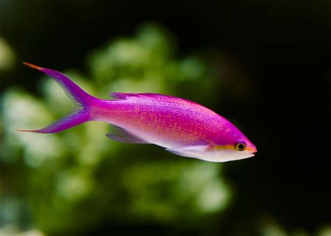 Pink Tropical Fish by jwt-photography on deviantART | Tropical fish, Aquaponics fish, Best fish ...