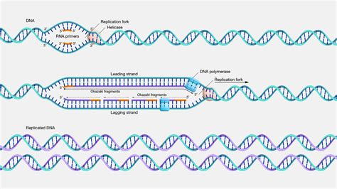 Dna Replication Steps For Dummies