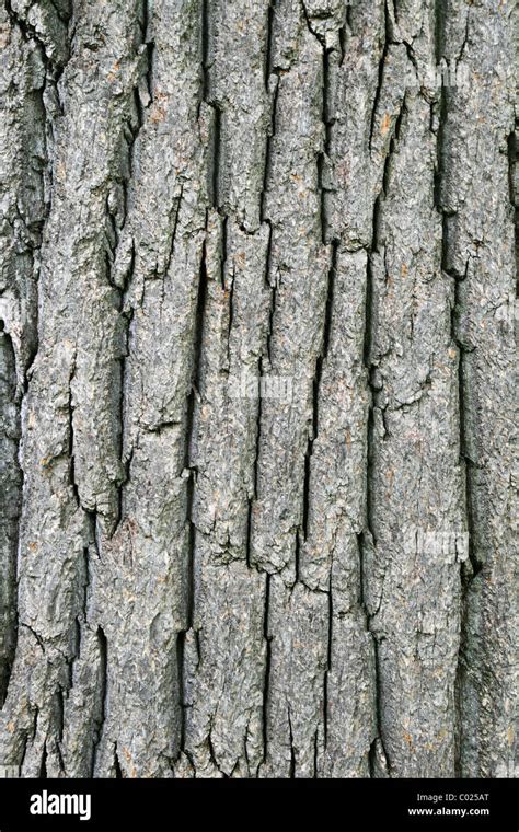 Tulip poplar bark hi-res stock photography and images - Alamy