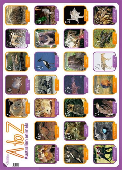 Australian Animals A to Z Poster with toy - Australian Geographic