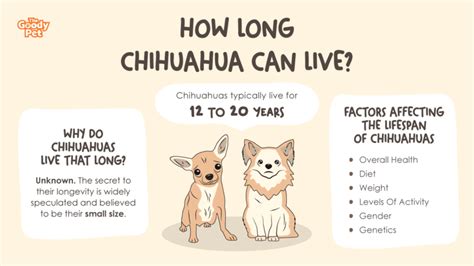 What Is The Chihuahua Lifespan? How Long Can They Live? - The Goody Pet