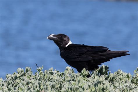 White-Necked Raven - Wildlife Den - South African And Australian Wildlife Photography