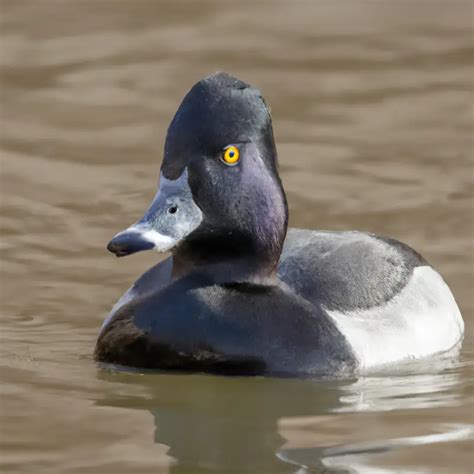 Hunting Ring-Necked Duck In Alabama – The Thrilling Pursuit – Goenthusiast