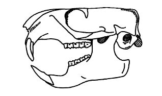 Mammal Teeth (U.S. National Park Service)