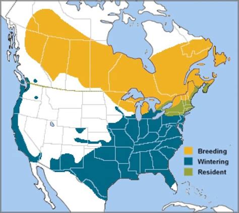 White-throated Sparrow - American Bird Conservancy