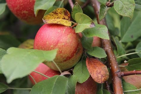 Pine Tree Apple Orchard