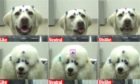 Japanese research finds dogs use facial expressions to display emotions | Daily Mail Online