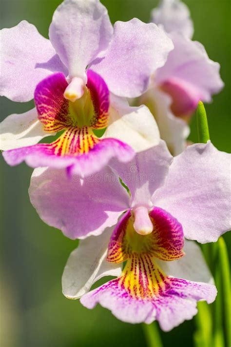 Pink Vanda Miss Joaquim Orchid , National Flower of Singapore, C Stock ...