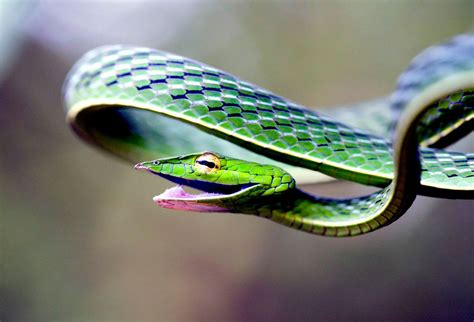 Smiling snake. | Reptiles y anfibios, Fotografia, Foto