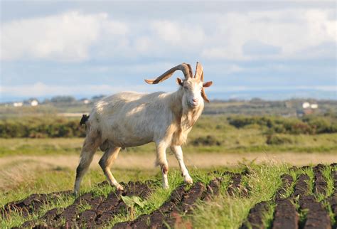 Irish goat | Co. Clare, Ireland. The domestic goat (Capra ae… | Flickr