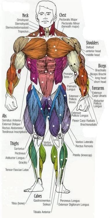 an image of the muscles and their major functions in human body diagram with labels on it