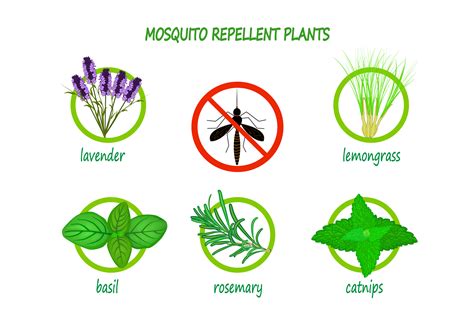 5 Plants that Repel Mosquitoes - Naturally! | Main Street Mowing