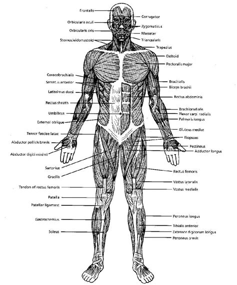 Muscular System Labeling Sheet