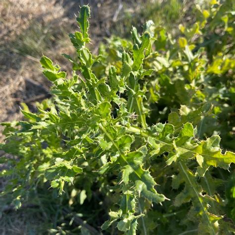 Canada thistle Identification | Plant&Jungle in 2022 | Plant ...