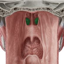 Pharyngeal mucosa | Kenhub