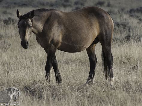 sooty buckskin | equus ferus wild horse photography