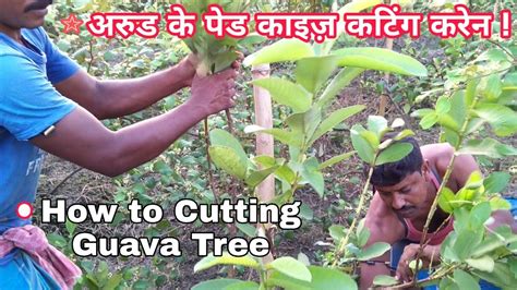 How to Cutting/Pruning Guava Tree Freshly & Get Lot of Profit. - YouTube