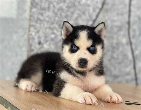 Tại sao lại gọi chó Husky là ngáo? Tất tần tật về chó ngáo Husky