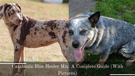 Catahoula Blue Heeler Mix: A Complete Guide (With Pictures)