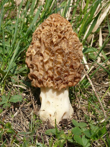 Morille commune | Champignon et mycologie