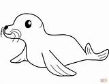Seal coloring page  Free Printable Coloring Pages sketch template