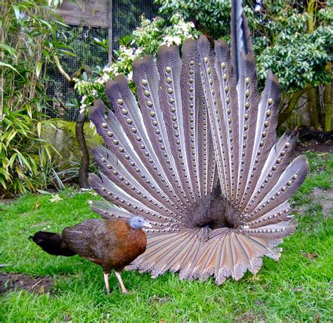 Great Argus Pheasant - a photo on Flickriver