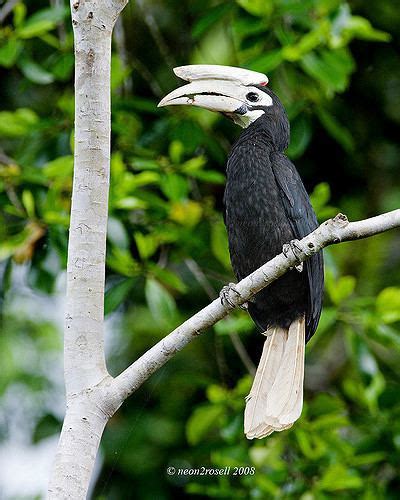 Palawan hornbill - Alchetron, The Free Social Encyclopedia