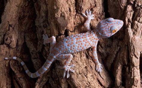 Download Animal Tokay Gecko 4k Ultra HD Wallpaper