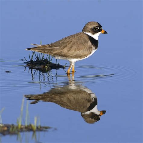 Semipalmated Plover | Plover, Bird species, Species