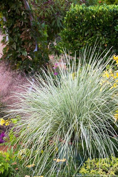 Learning to Love Lomandras - Summer-Dry | Celebrate Plants in Summer-Dry Gardens