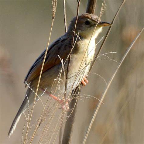 Rattling Cisticola