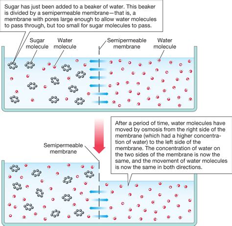 Permeable Cell Membrane