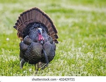 Male Turkey Displaying His Feathers Stock Photo 432429721 | Shutterstock