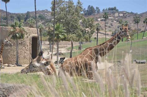 San Diego Wildlife Park - San Diego Wild Animal Park