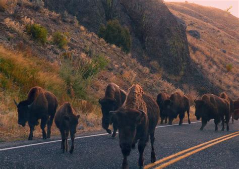 Exploring West Yellowstone Montana in the fall: bison, geysers and more.