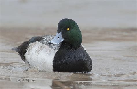 GREATER SCAUP - MALE by AIR BUS on Flickr. (With images) | Duck ...