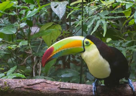 Toucan Behavior - AnimalBehaviorCorner