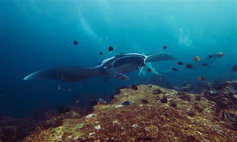 10 best dive sites in Raja Ampat: The Coral Triangle Bullseye!