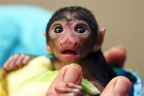 Zoo Miami Staff Step In To Raise A Vulnerable Baby Monkey - ZooBorns