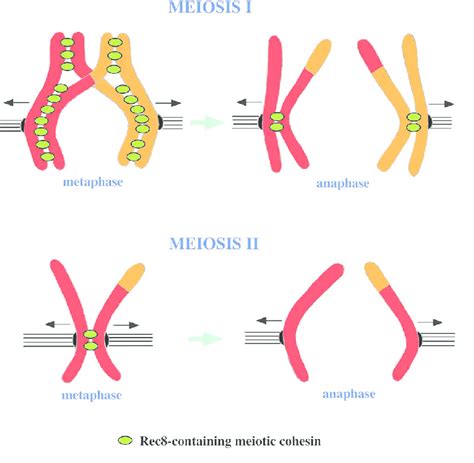 Localization of meiotic cohesin complexes during mammalian meiotic ...