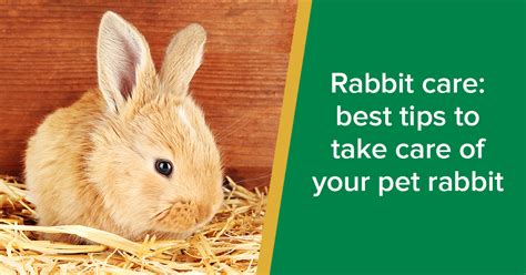 Rabbit care: best tips to take care of your pet rabbit - Parkside Vets Pets