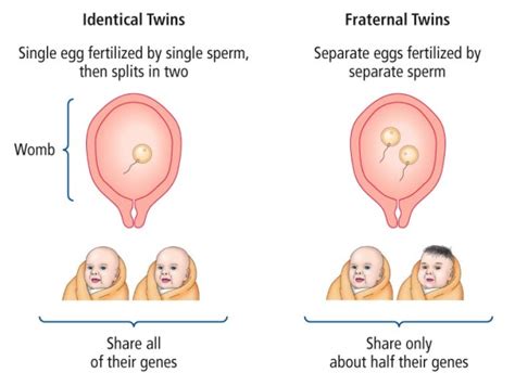 DNA and Identical vs. Fraternal Twins – DNA PLUS