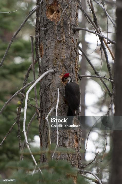 Male Pileated Woodpecker Eatingfeeding While Pecking Tree Stock Photo ...