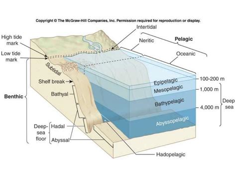 PPT - Estuaries PowerPoint Presentation, free download - ID:4362812