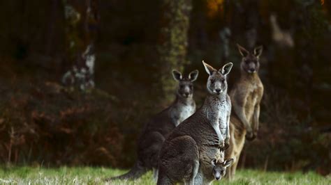 Three injured after kangaroo attacks family | World News | Sky News