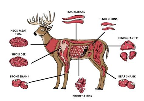 diagram of the anatomy of a deer's body and its major parts including meats