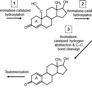 Steroid aromatase (estrogen synthase) is a cytochrome P450 enzyme that... | Download Scientific ...